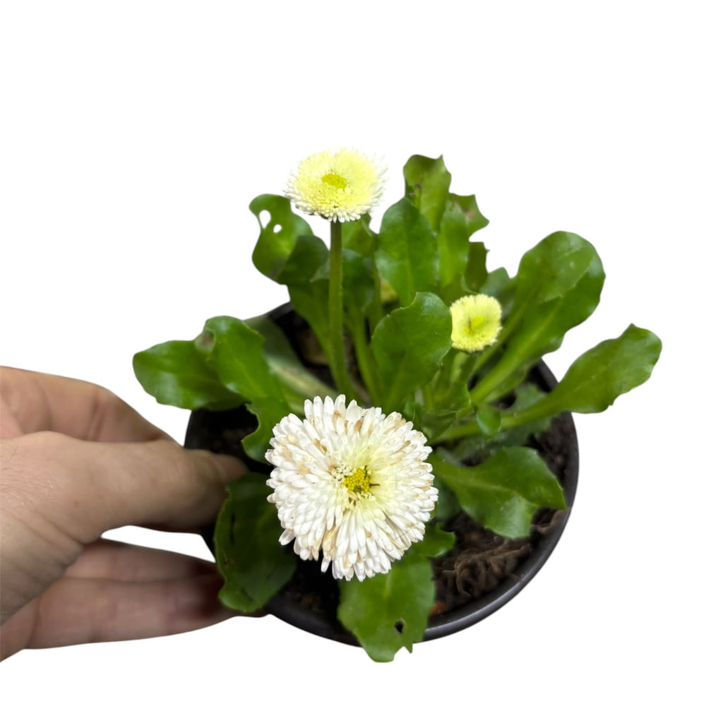 Bellis tasso OFERTA ESPECIAL STOCK 100 UNIDADES