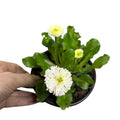 Bellis tasso OFERTA ESPECIAL STOCK 100 UNIDADES