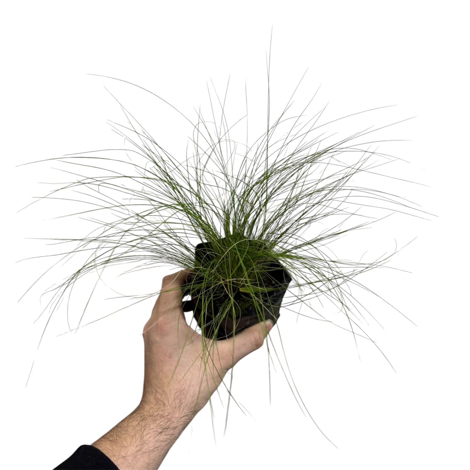 Stipa OFERTA!