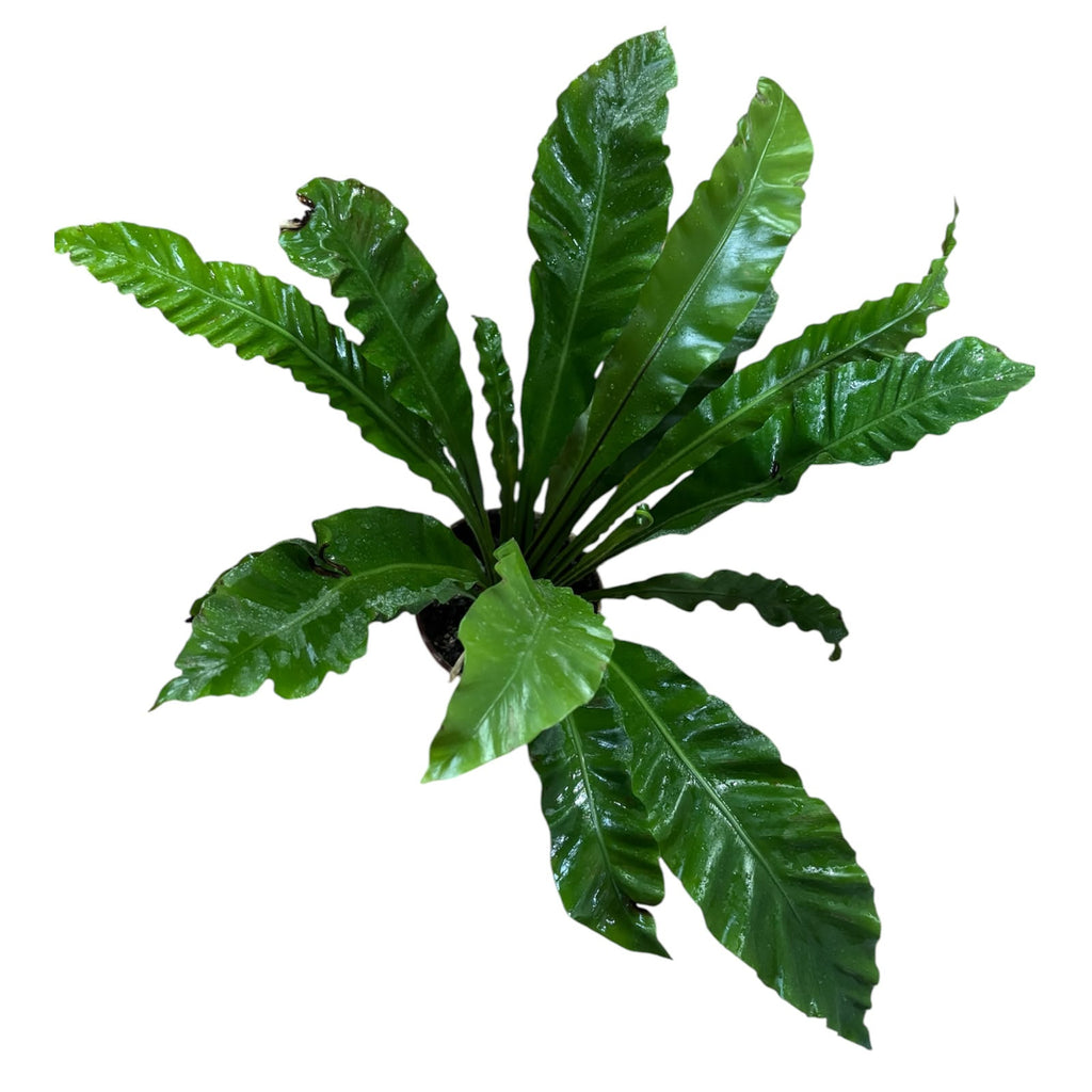 Asplenium Nido Tamaño XL OFERTA ESPECIAL !