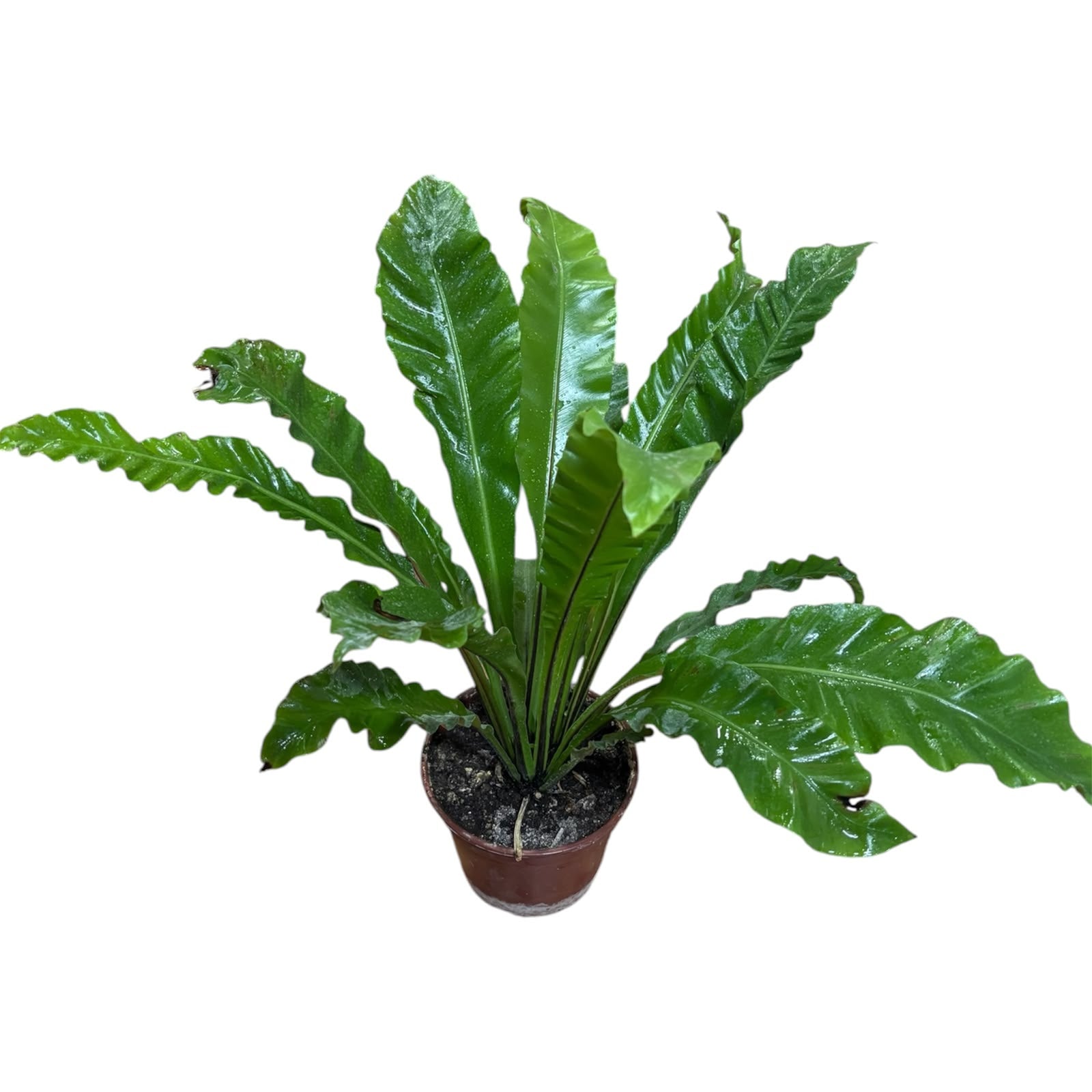 Asplenium Nido Tamaño XL OFERTA ESPECIAL !