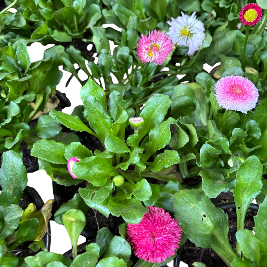 Bellis tasso OFERTA ESPECIAL STOCK 100 UNIDADES
