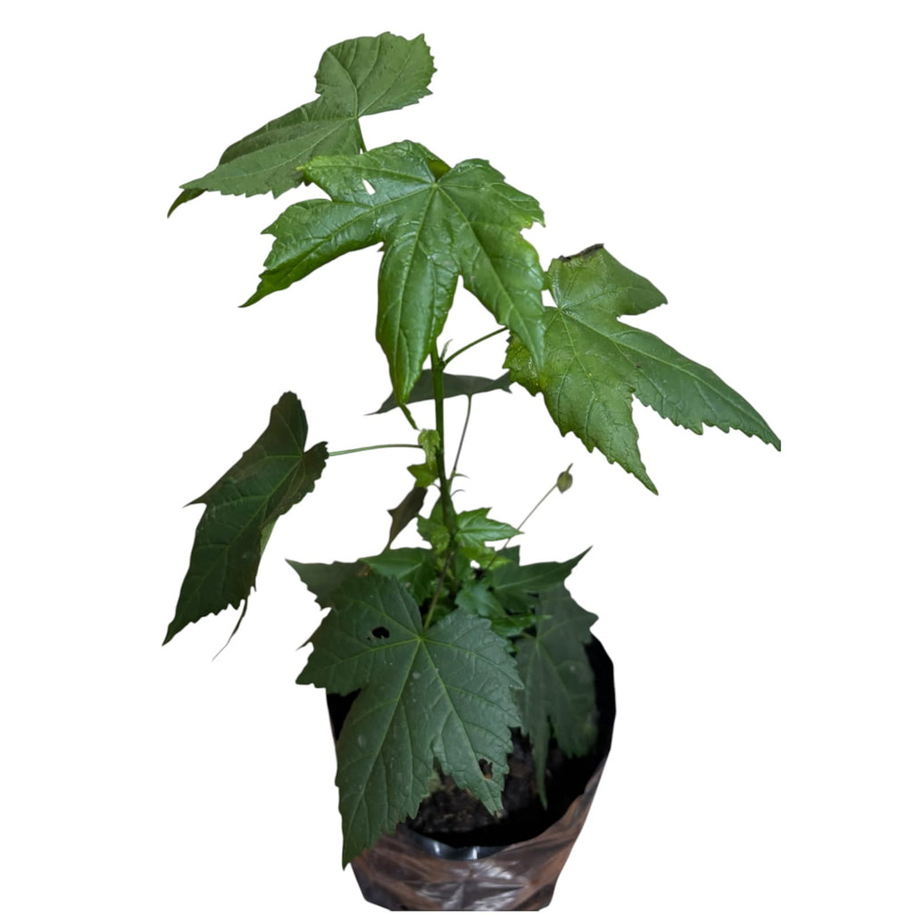 Abutilon Color al azar NUEVO INGRESO