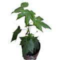 Abutilon Color al azar NUEVO INGRESO