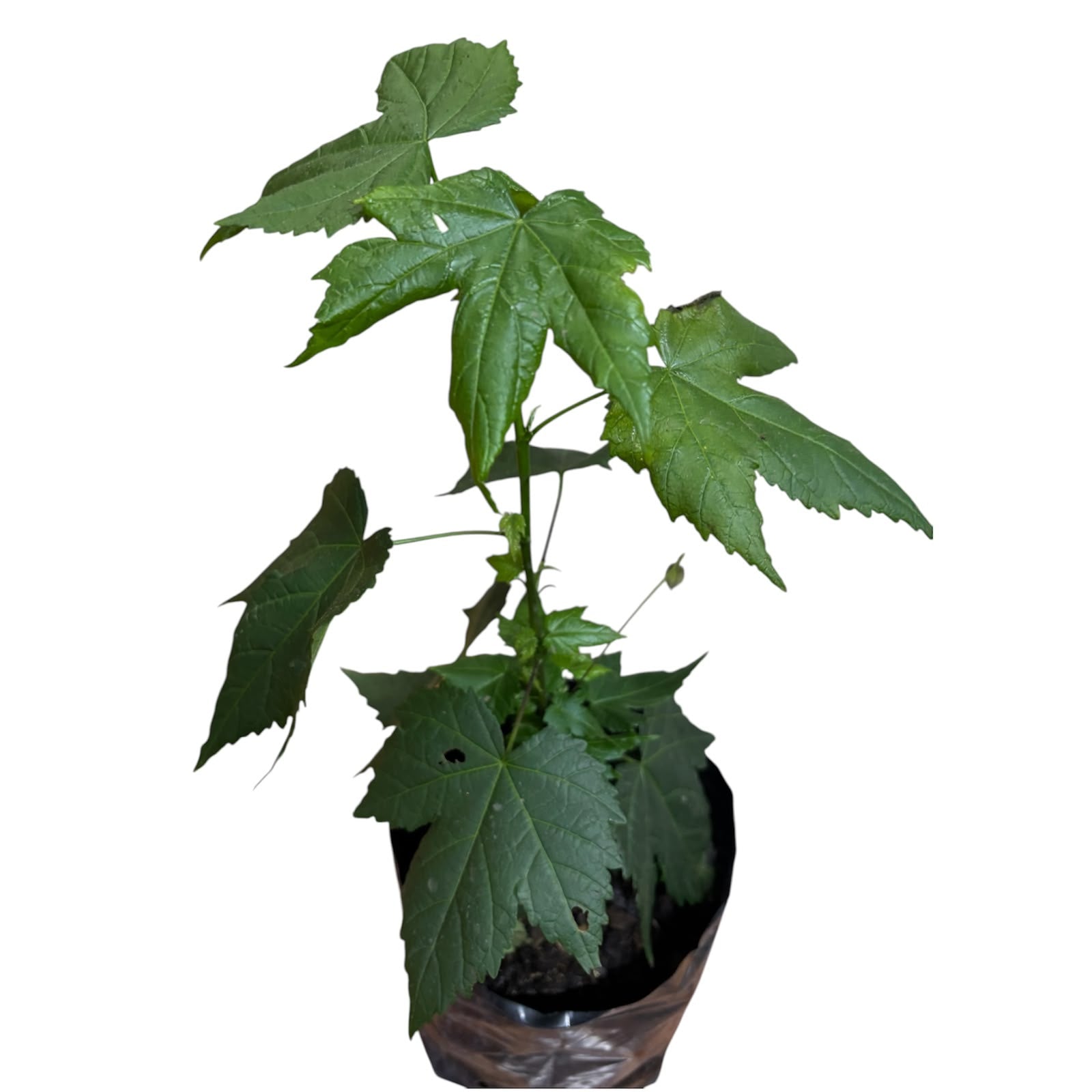 Abutilon Color al azar NUEVO INGRESO