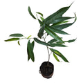 Ficus Ali NUEVO INGRESO OFERTA ESPECIAL!
