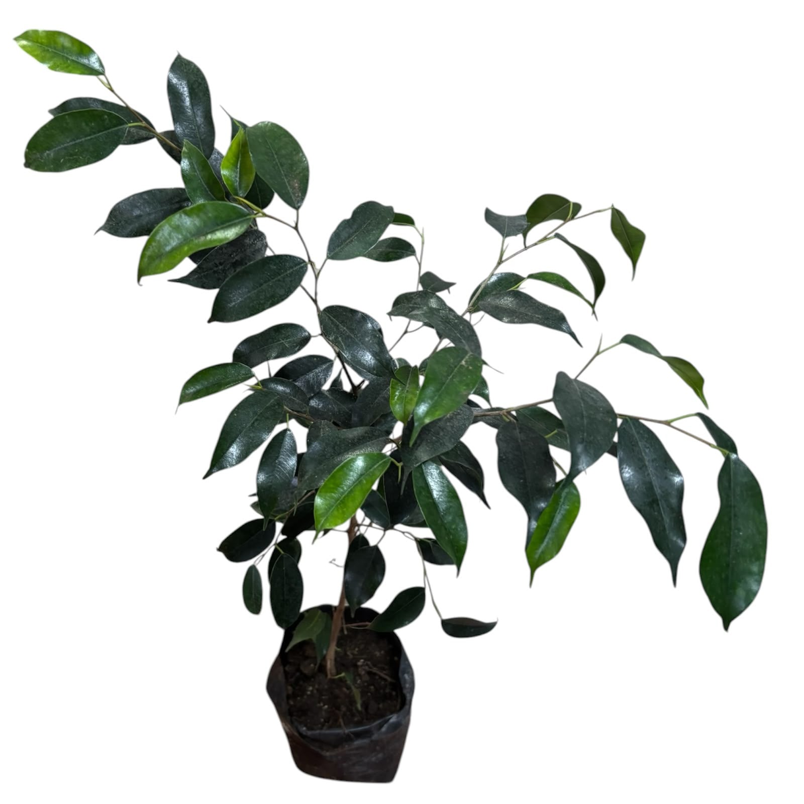 Ficus Naomi NUEVO INGRESO OFERTA ESPECIAL!