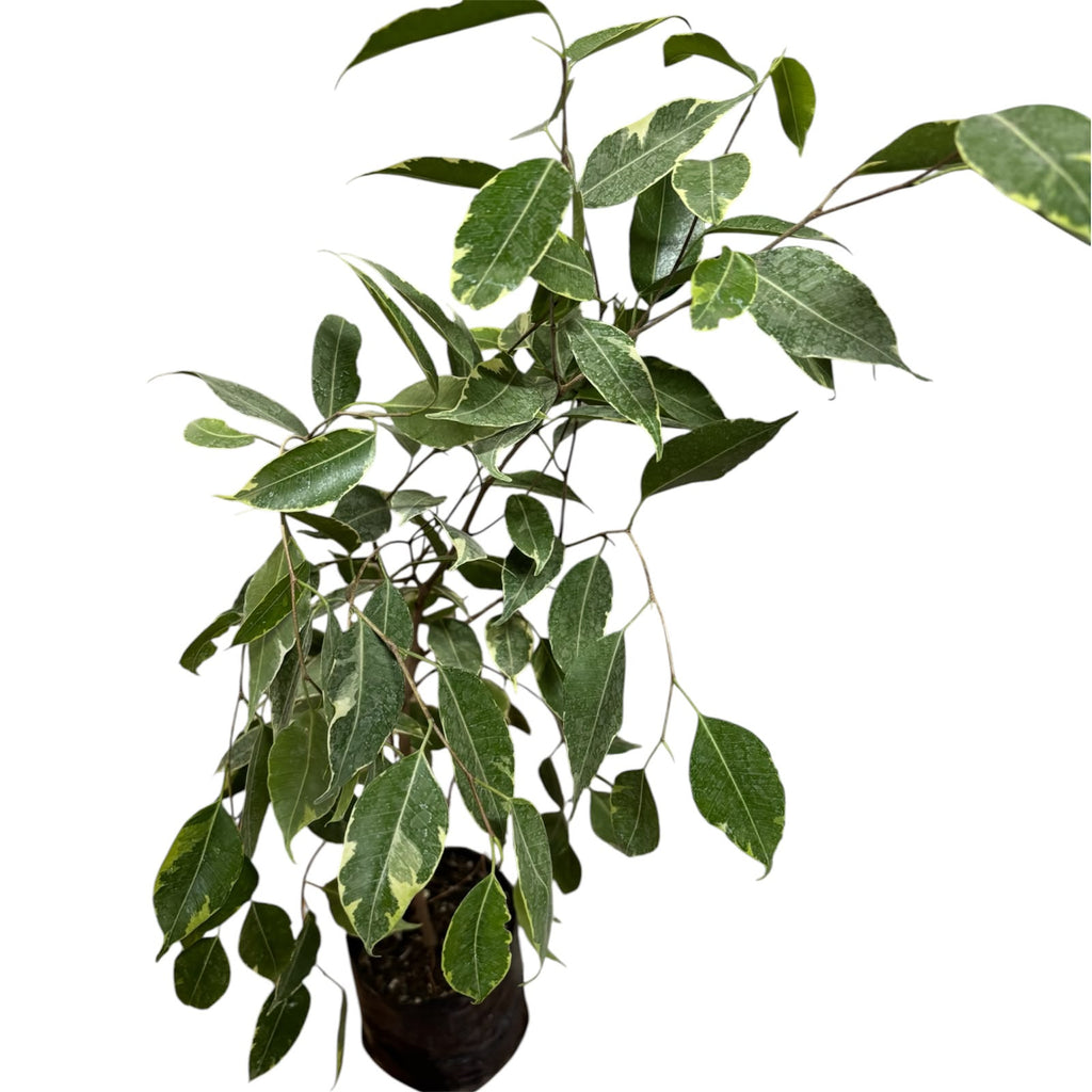 Ficus Español NUEVO INGRESO OFERTA ESPECIAL!