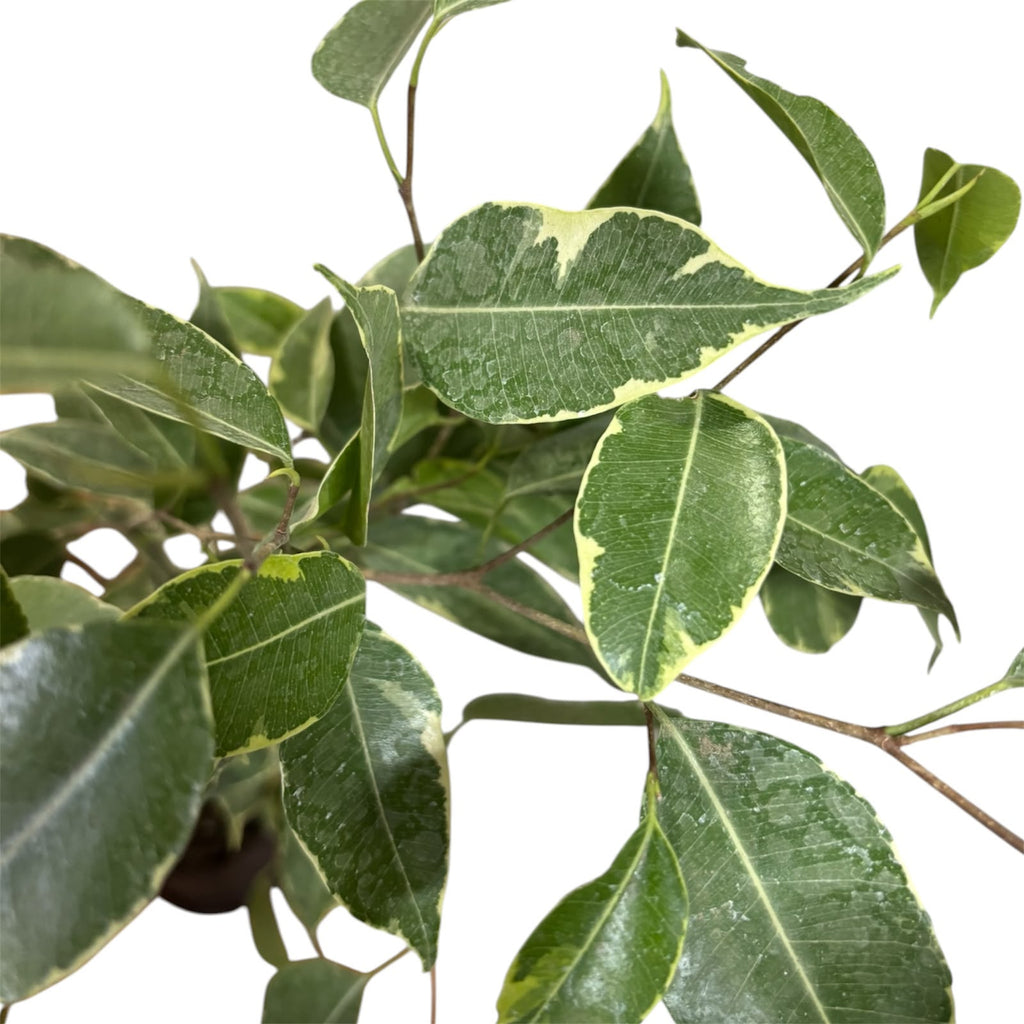 Ficus Español NUEVO INGRESO OFERTA ESPECIAL!