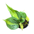 Sindapsus Brasil 2 o 3 plantas por maceta SUPER OFERTA!