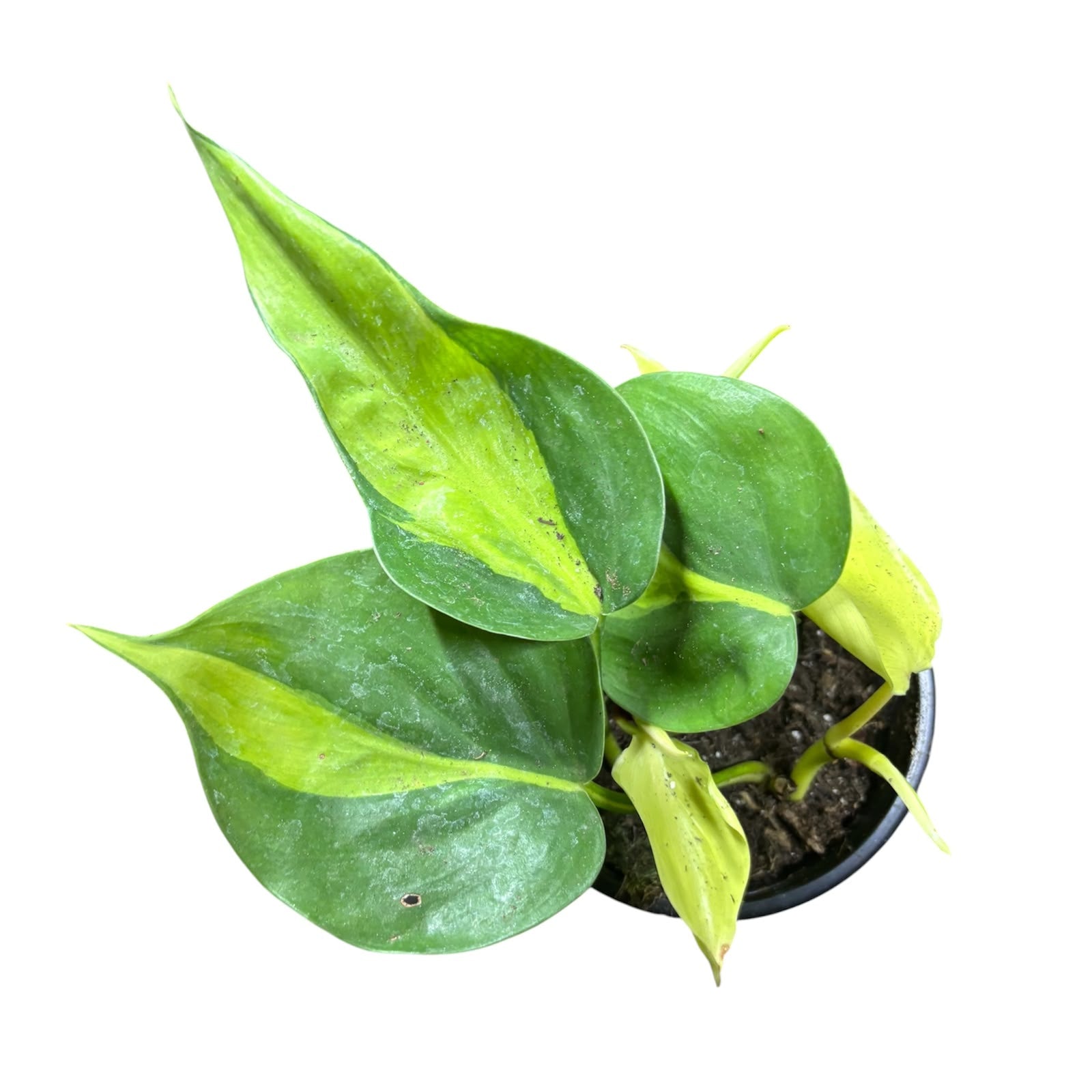 Sindapsus Brasil 2 o 3 plantas por maceta SUPER OFERTA!