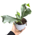 Cuerno de alce Bifurcatum NUEVO INGRESO OFERTA!