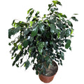 Ficus Naomi XXL  STOCK LIMITADO!