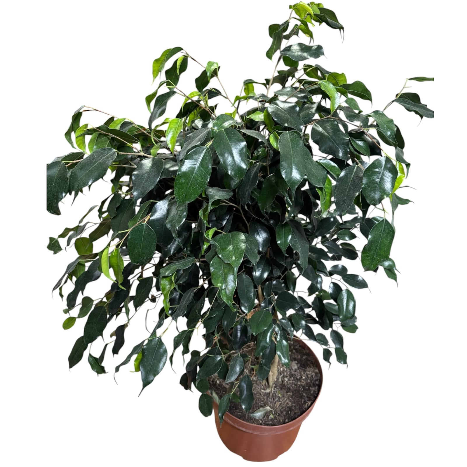 Ficus Naomi XXL  STOCK LIMITADO!