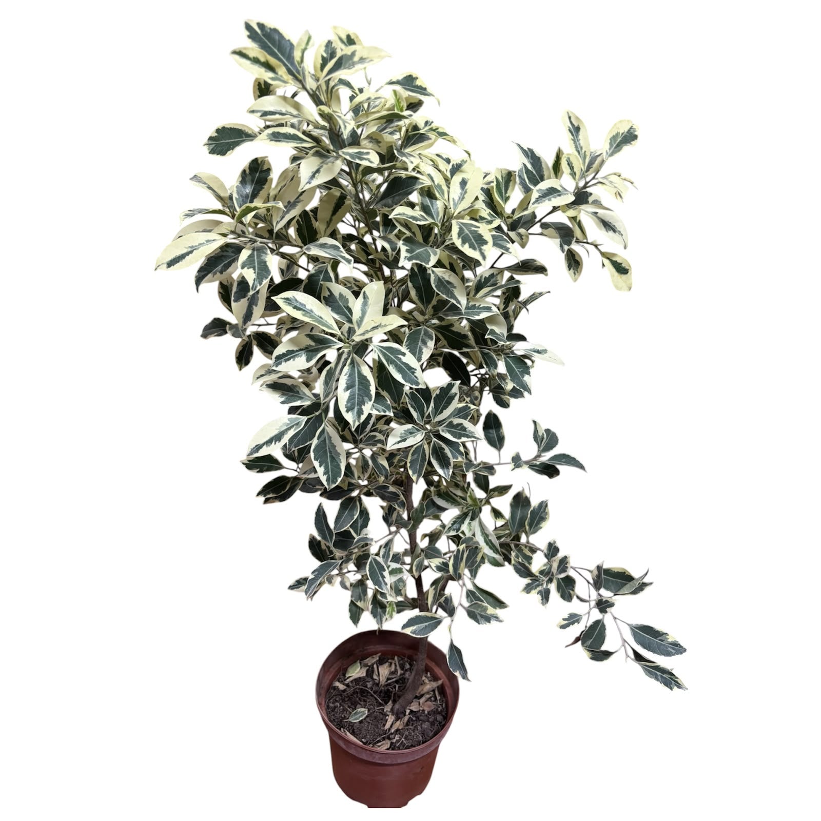 Ficus Samanta Variegado XXL  STOCK LIMITADO!