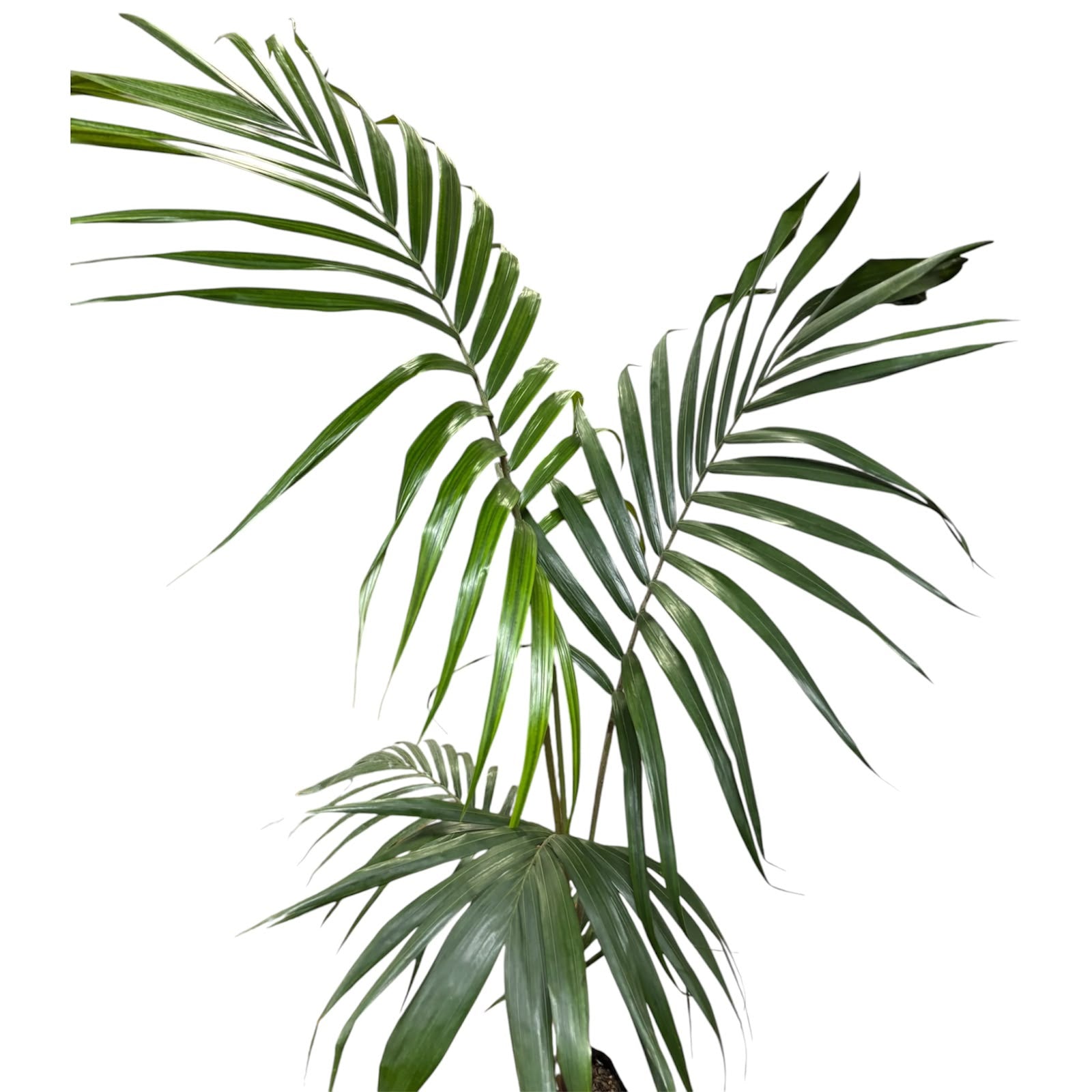 Kentia XXL OFERTA STOCK LIMITADO