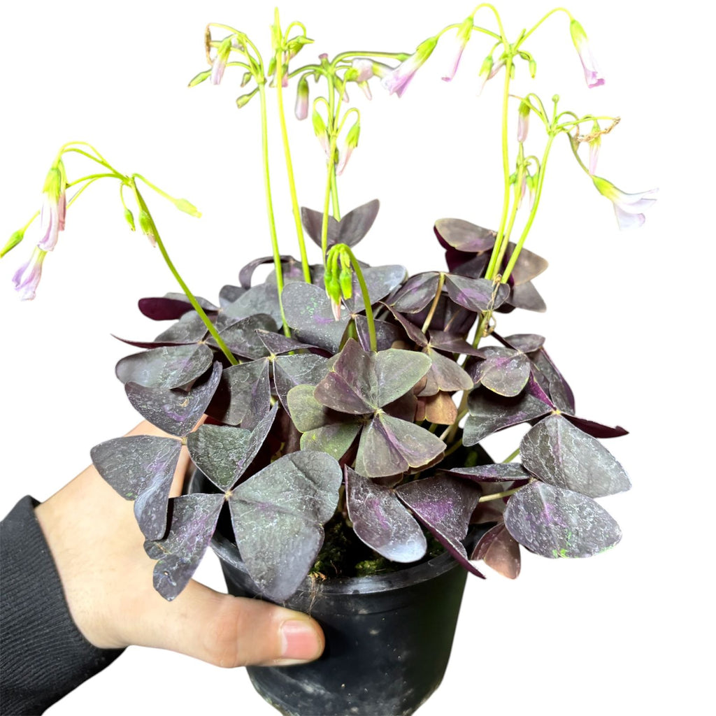 Oxalis