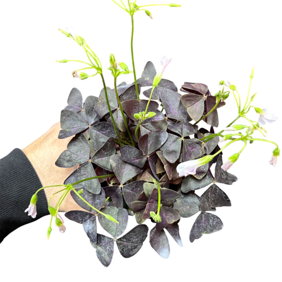 Oxalis