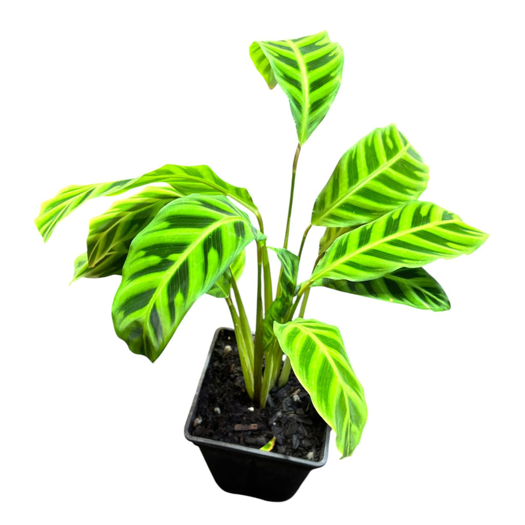 Calathe Zebrina SUPER OFERTA IMPERDIBLE !