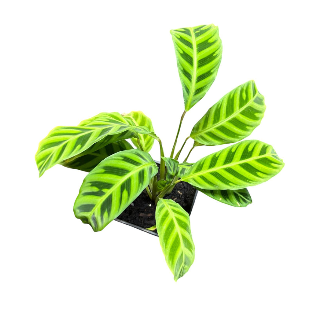 Calathe Zebrina SUPER OFERTA IMPERDIBLE !