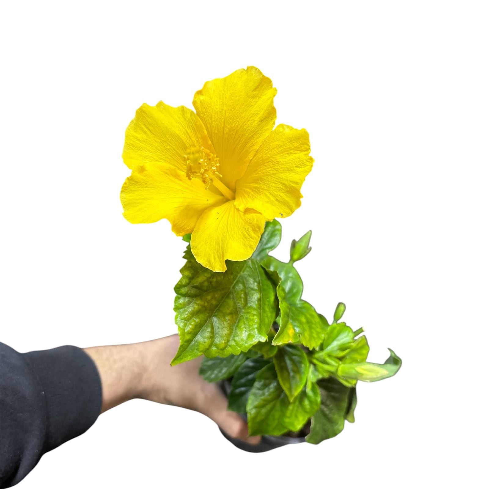 Hibisco amarillo flor o botón OFERTA!