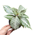 Aphelandra white wash NUEVO INGRESO!
