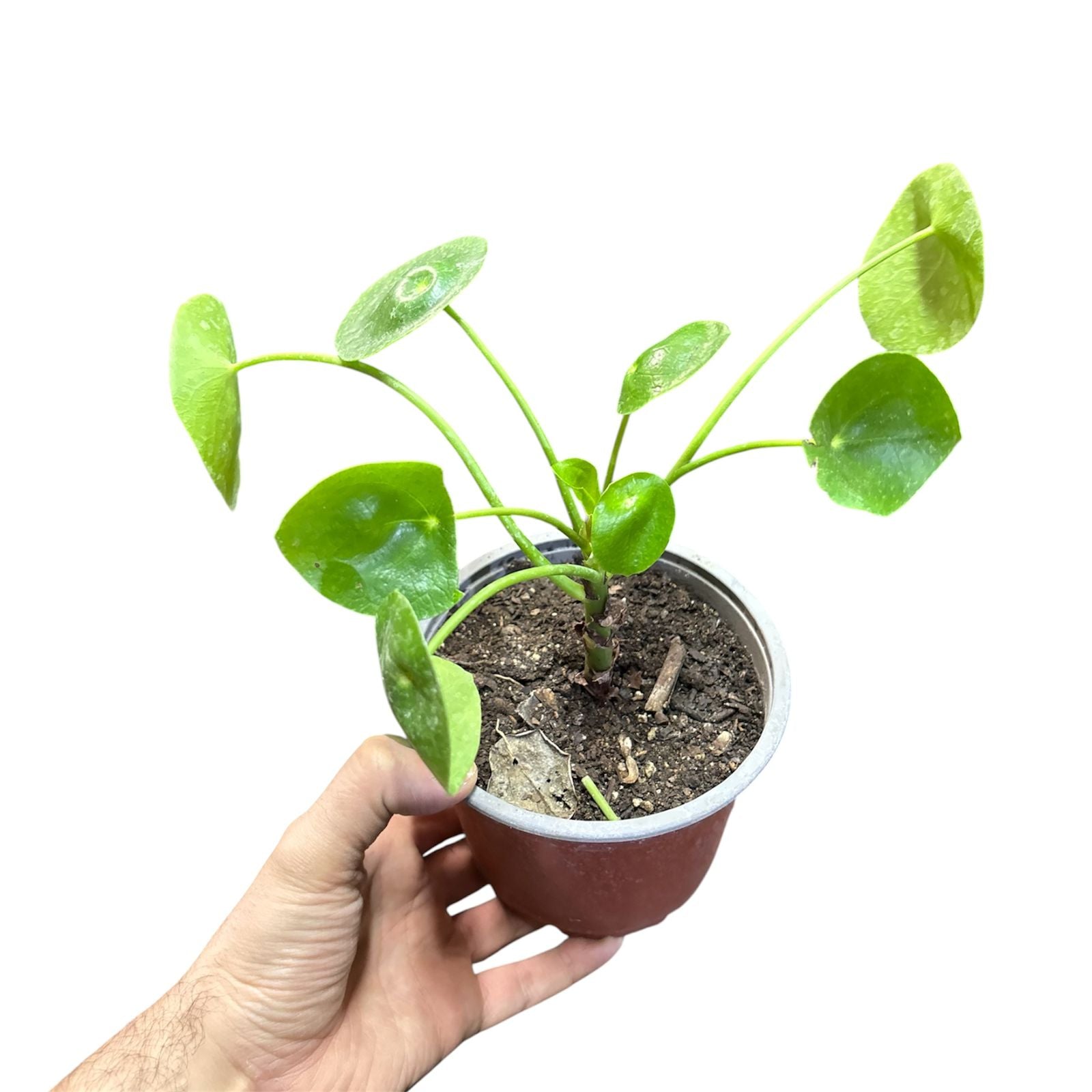Pilea Peperomoide NUEVO INGRESO !