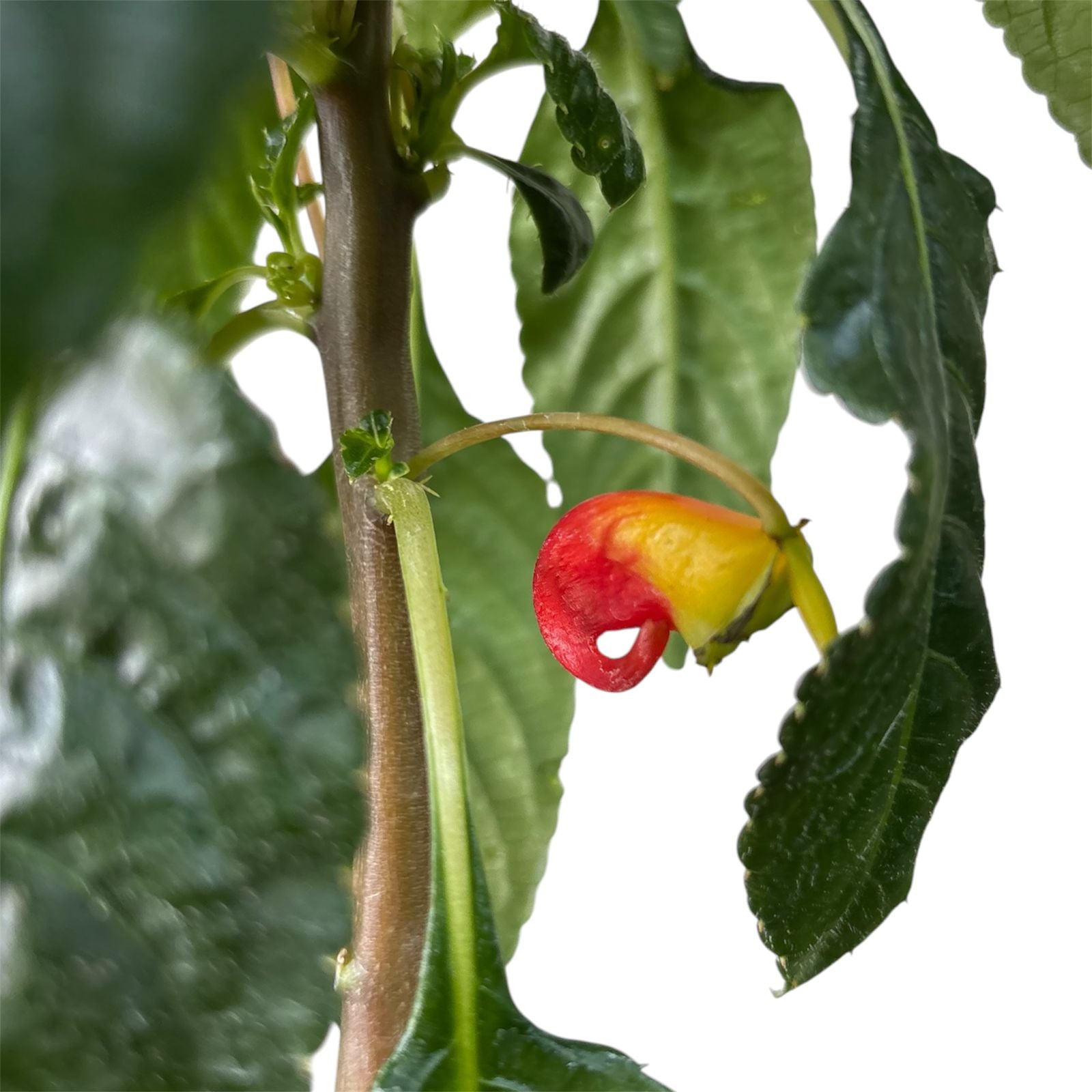 Flor del Tucán NUEVO INGRESO!