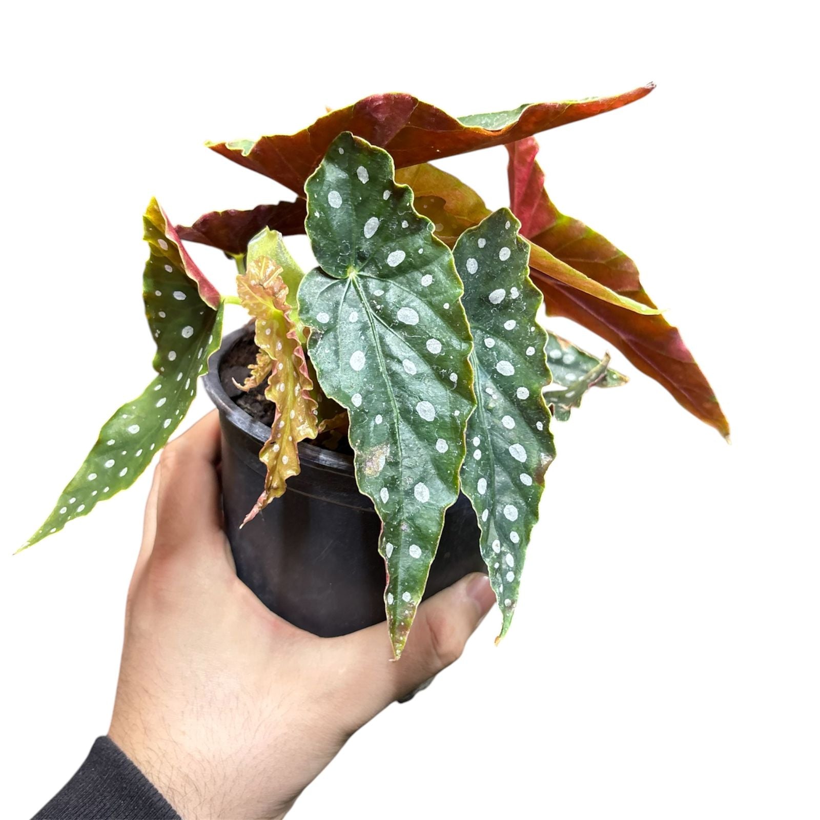 Begonia Maculata OFERTA!