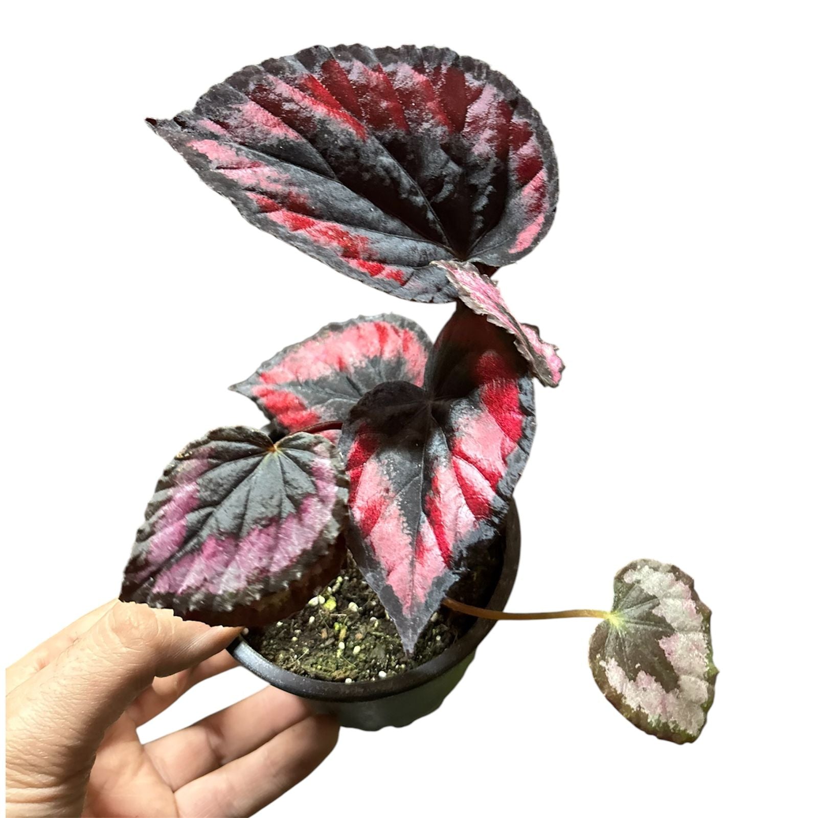 Begonia Red Kiss NUEVO INGRESO!