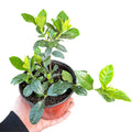 Gardenia Jazmin del cabo NUEVO INGRESO