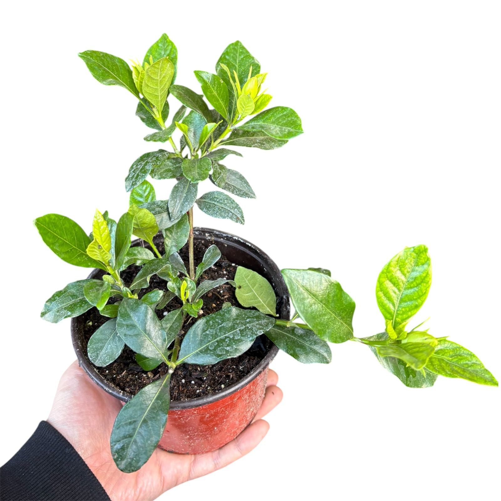 Gardenia Jazmin del cabo NUEVO INGRESO