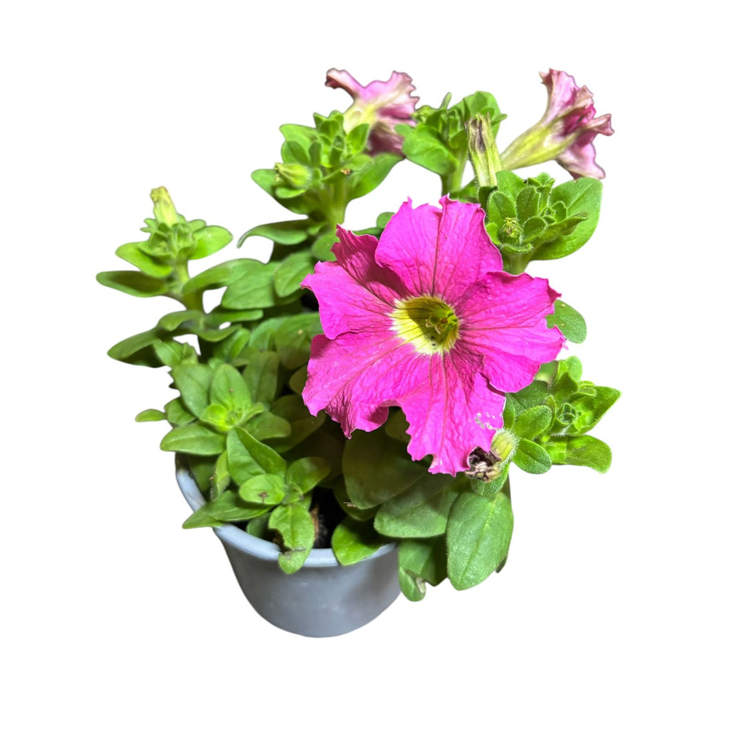 Petunia Colores al azar NUEVO INGRESO