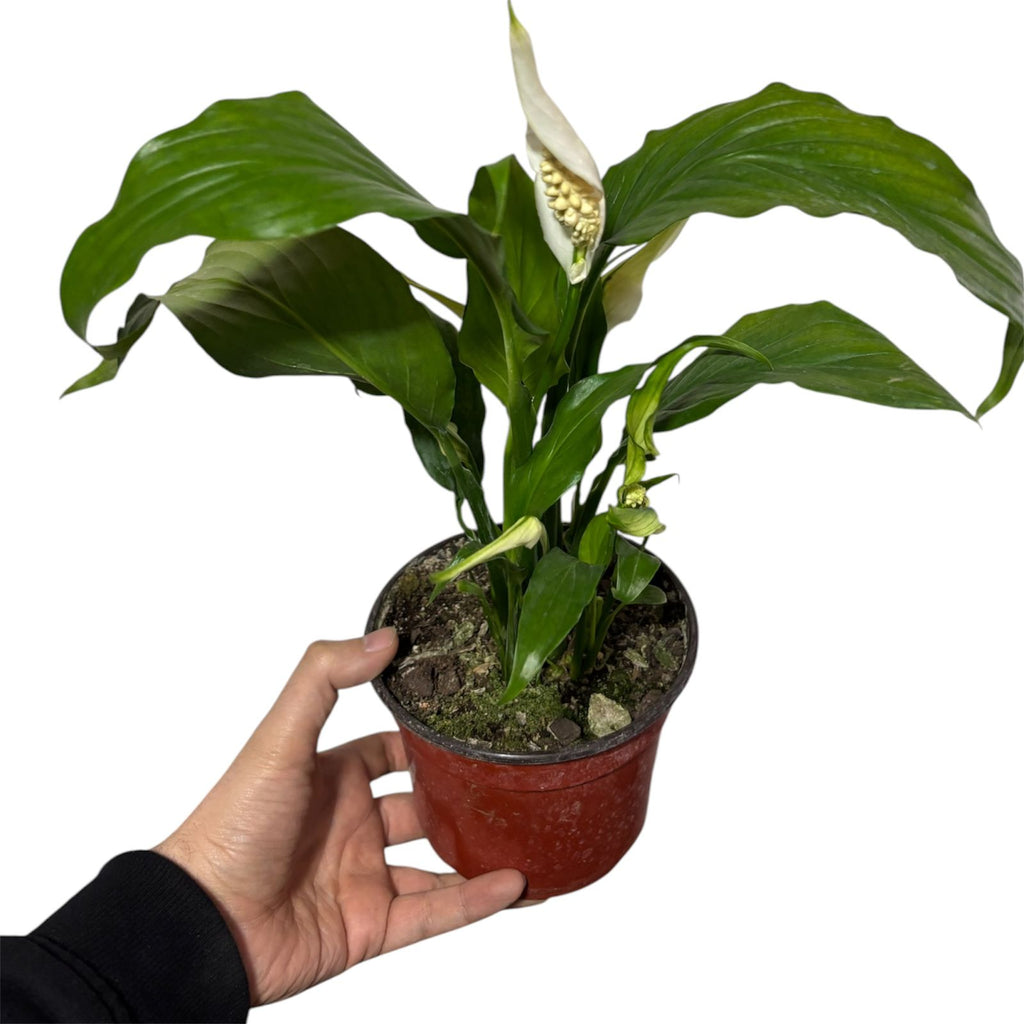 Cuna de Moises con Flor NUEVO INGRESO