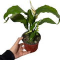 Cuna de Moises con Flor NUEVO INGRESO
