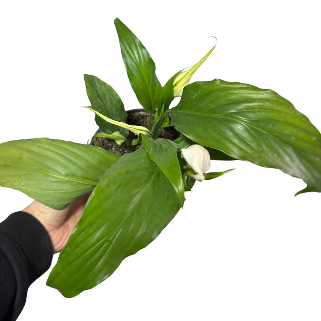 Cuna de Moises con Flor NUEVO INGRESO