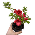 Azaleas Japonicas color Rojo SUPER OFERTA!