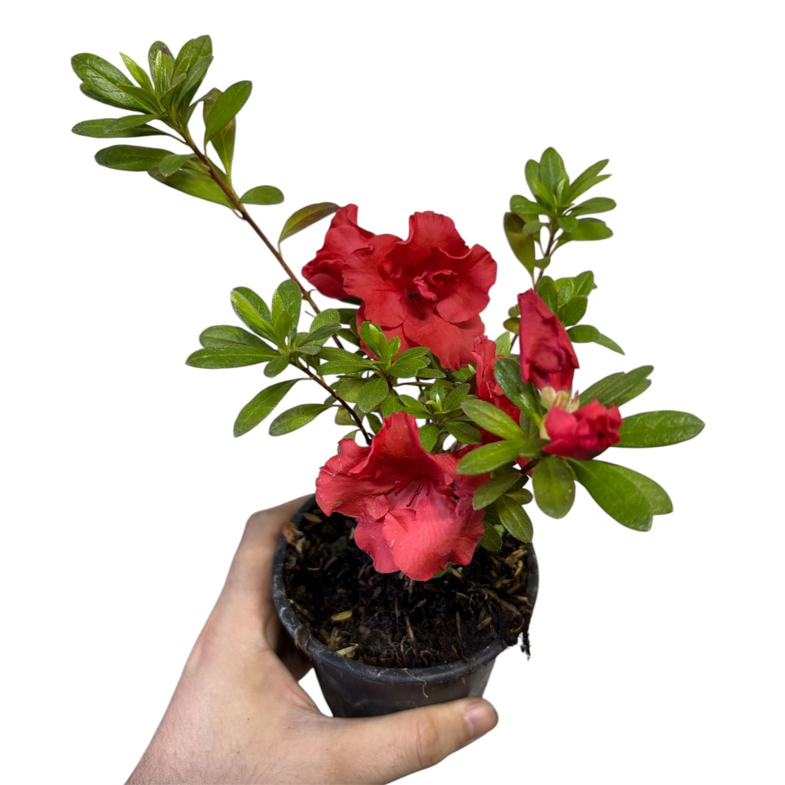 Azaleas Japonicas color Rojo SUPER OFERTA!
