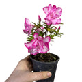 Azaleas Japonicas color Blanco con fucsia SUPER OFERTA!