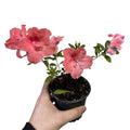 Azaleas Japonicas color Damasco SUPER OFERTA!