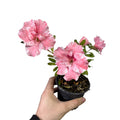 Azaleas Japonicas color Damasco con blanco SUPER OFERTA!