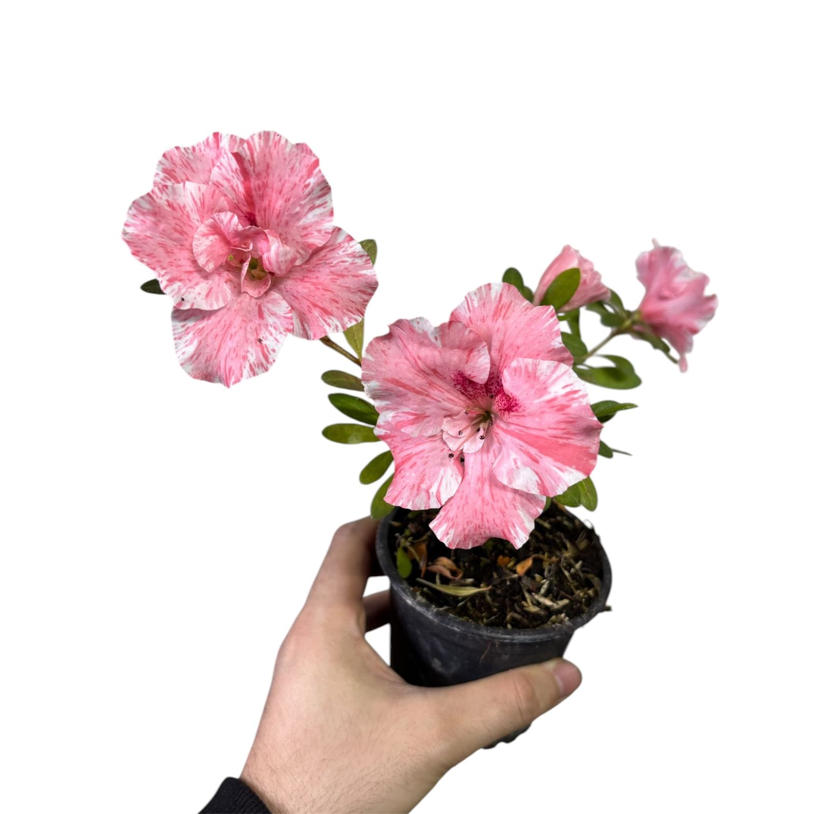 Azaleas Japonicas color Damasco con blanco SUPER OFERTA!