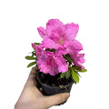 Azaleas Japonicas color Rosada SUPER OFERTA!