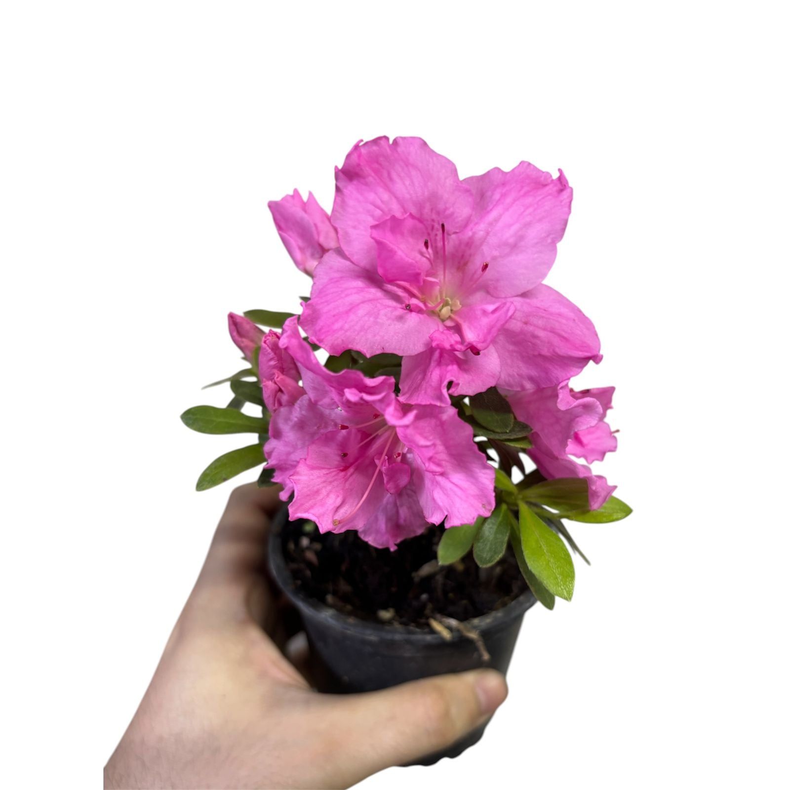 Azaleas Japonicas color Rosada SUPER OFERTA!