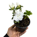Azaleas Japonicas color Blanco SUPER OFERTA!