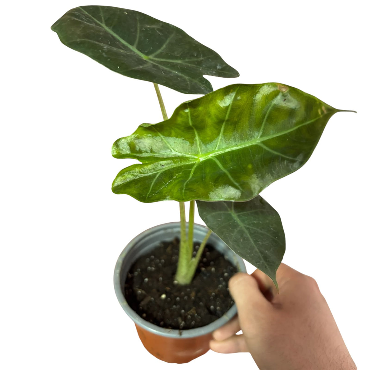 Alocasia Portora EXCLUSIVA OFERTA!