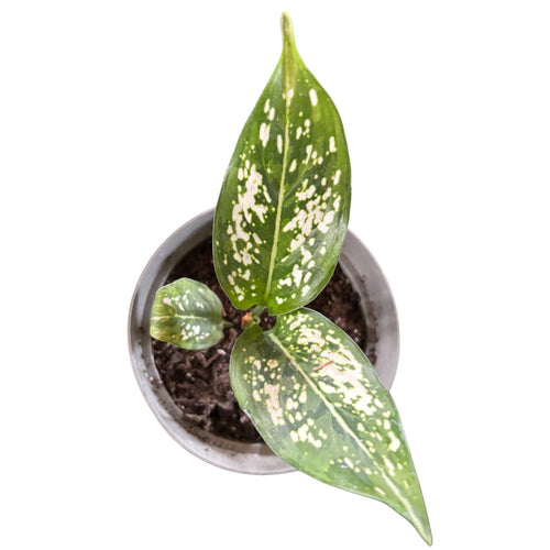 Aglaonema  Snow White OFERTA EXCLUSIVA!