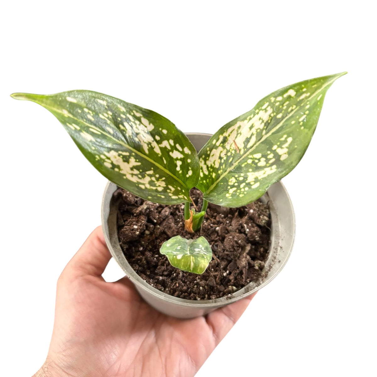 Aglaonema  Snow White OFERTA EXCLUSIVA!