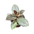 Ficus Tineke pequeño OFERTA IMPERDIBLE!