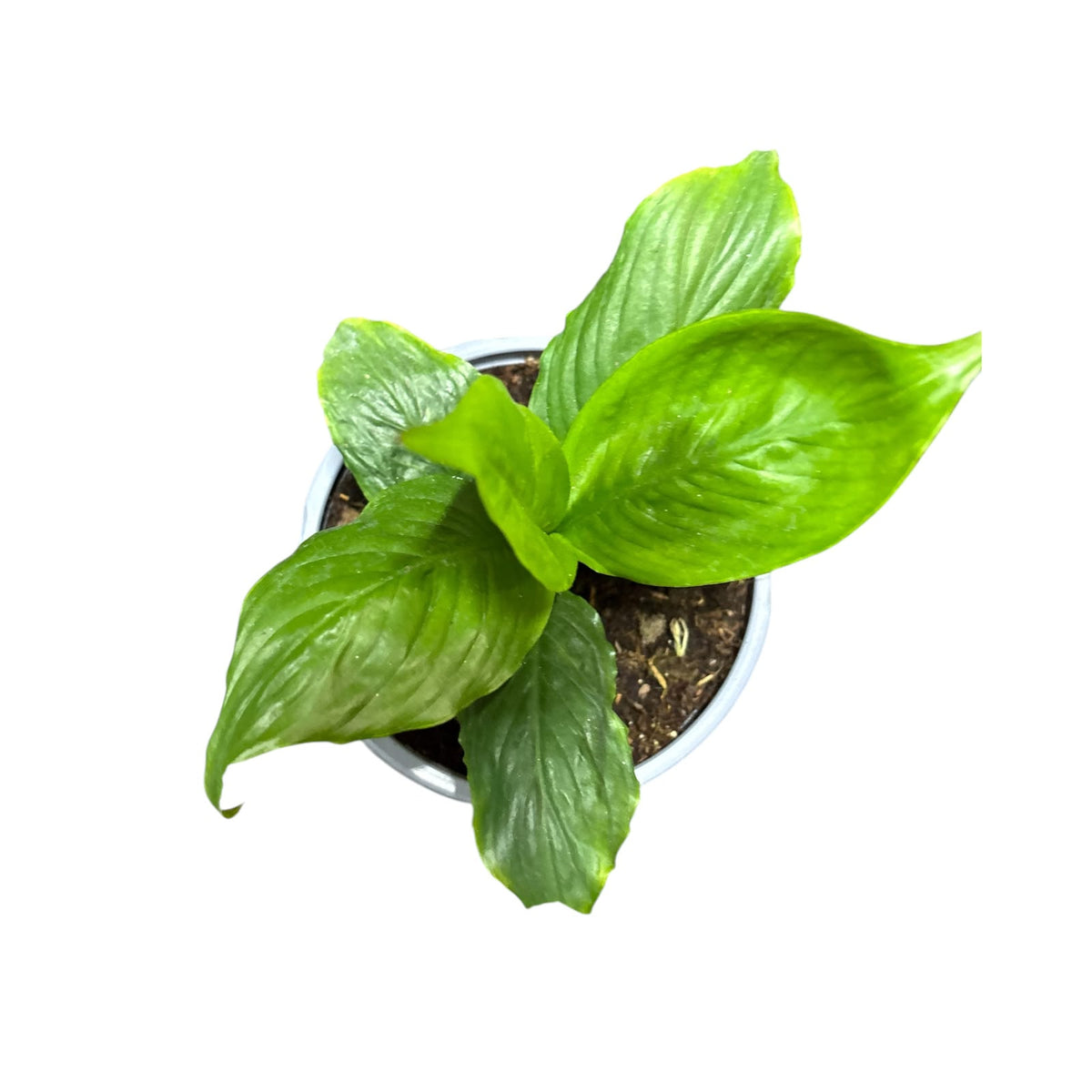 Cuna de moisés tamaño pequeño